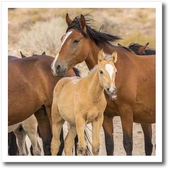3дРоуз, САЩ, Юта, окръг Туэл. Дивите коне в близък план - Ютия на теплопередаче (ht_332285_2)