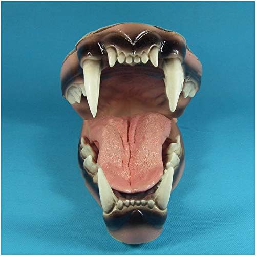 KH66ZKY Модел на Зъбите на Тигър Имитация на Зъбите на Тигъра 1:1 Копие на Черепа на Горната и Долната Челюст е