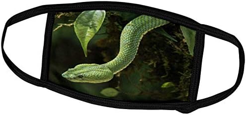 3dRose Malcho Delimont - Змии - Ресничная пепелянка в плен, Bothriechis schlegelii, Еквадор. - Маска за лице