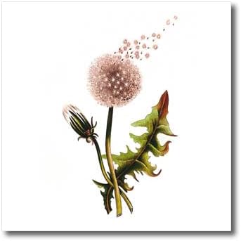 3dRose Ретро Цвете Бяло глухарче Ботаническата изкуство - Ютия за топлопреминаване (ht-364630-3)