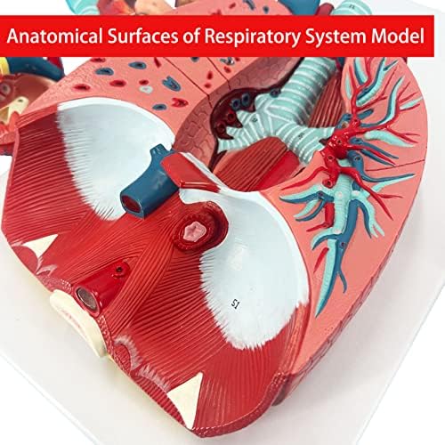 Модел на белите дробове на човека Veipho, Модел на дихателната система с 51 Подробни Индикаторными знаци, 7 Подвижни части, Модел на белите дробове в реален размер, Анат?