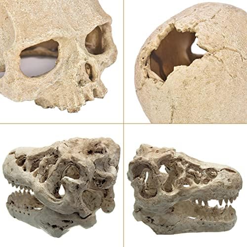 Покриване на човешкия Череп на Динозавър Влечуги: Череп Тираннозавра, Декор за Влечуги, Капак за Аквариум Човешки