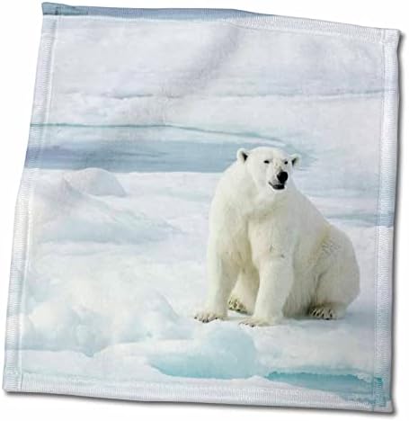 3. Норвегия, Свалбард, паковый лед, женска бяла мечка, морска мечка. - Кърпи (twl-257848-3)