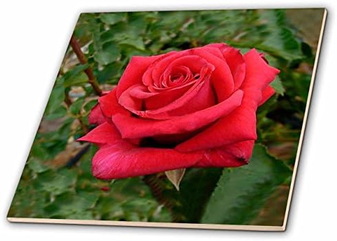 Керамични плочки 3dRose Red HT Rose, 4 инча
