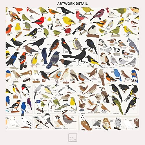 Поп чарт | Птици на Северна Америка | Широкоекранен плакат 36 x 24 | Иллюстрированы всички видове птици на Северна Америка | Идеален декор на стените за любителите на пр