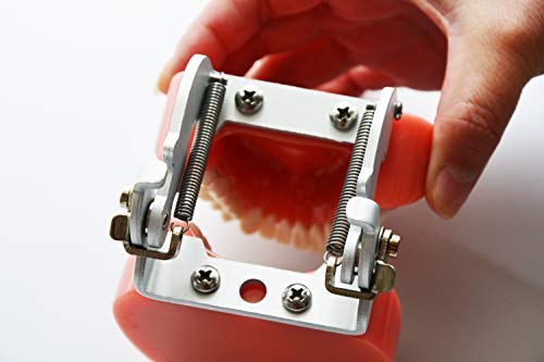 Стандартен модел на зъбите TJIRIS 1бр Модел за изследване на типа SF модел на зъбите Модели на челюстите зъбите за обучение на зъболекаря в денталната училище за Модели
