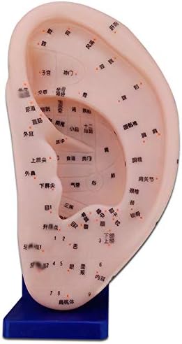 Модел акупунктурного ухото FHUILI 24 см - Модел Акупунктурной точка на ухото - Модел Акупунктурной точка на Традиционната Китайска Медицина и с основание - за изследван