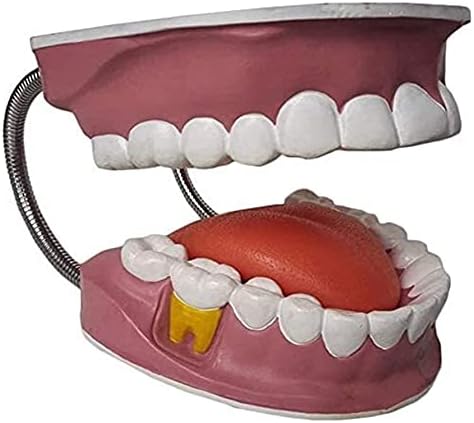 Модел на човешки Орган NIANXINN За Възрастни Стандартна Стоматологичен Модел на Зъбите Демонстрация на Зъбите Устно Обучение