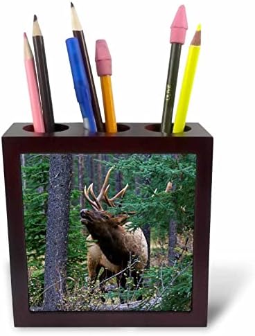 3dRose Malcho Delimont - Los - Бул elk, flehmen Response - Поставка за химикалки за плочки (ph-367064-1)