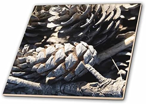Картина на природата с калабрийскими борови шишками 3dRose - Tiles (ct_352015_1)